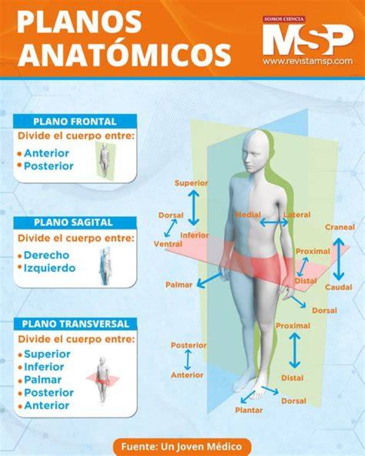 🧠 Planos anat&oacute;micos del cuerpo humano