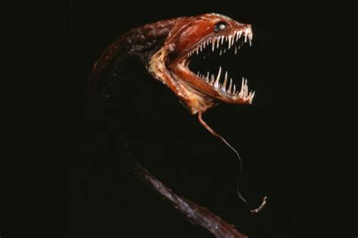 20 Scariest Animal Species in the World