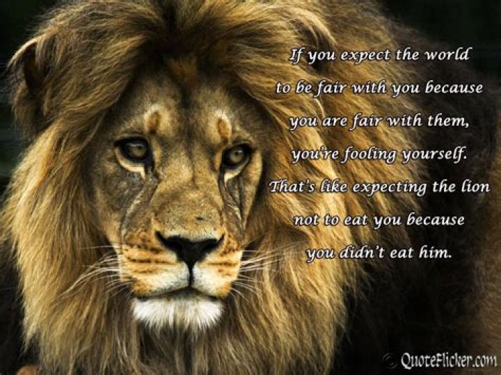 61 Best Lion Quotes and Sayings » QuoteSove