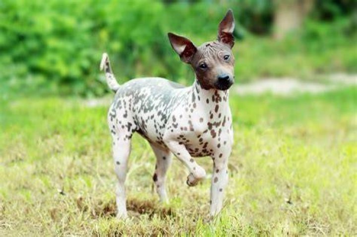 7 Hairless Dog Breeds That Make Great Pets &mdash; Dogs with No Hair