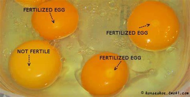 Are eggs we eat fertilized?