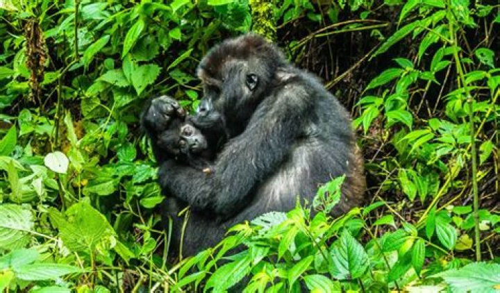 Are gorillas loyal?