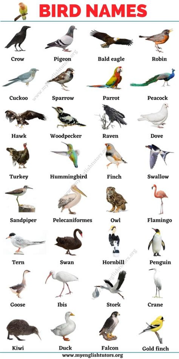 Bird Names List of 30+ Names of Birds in English with the Picture My