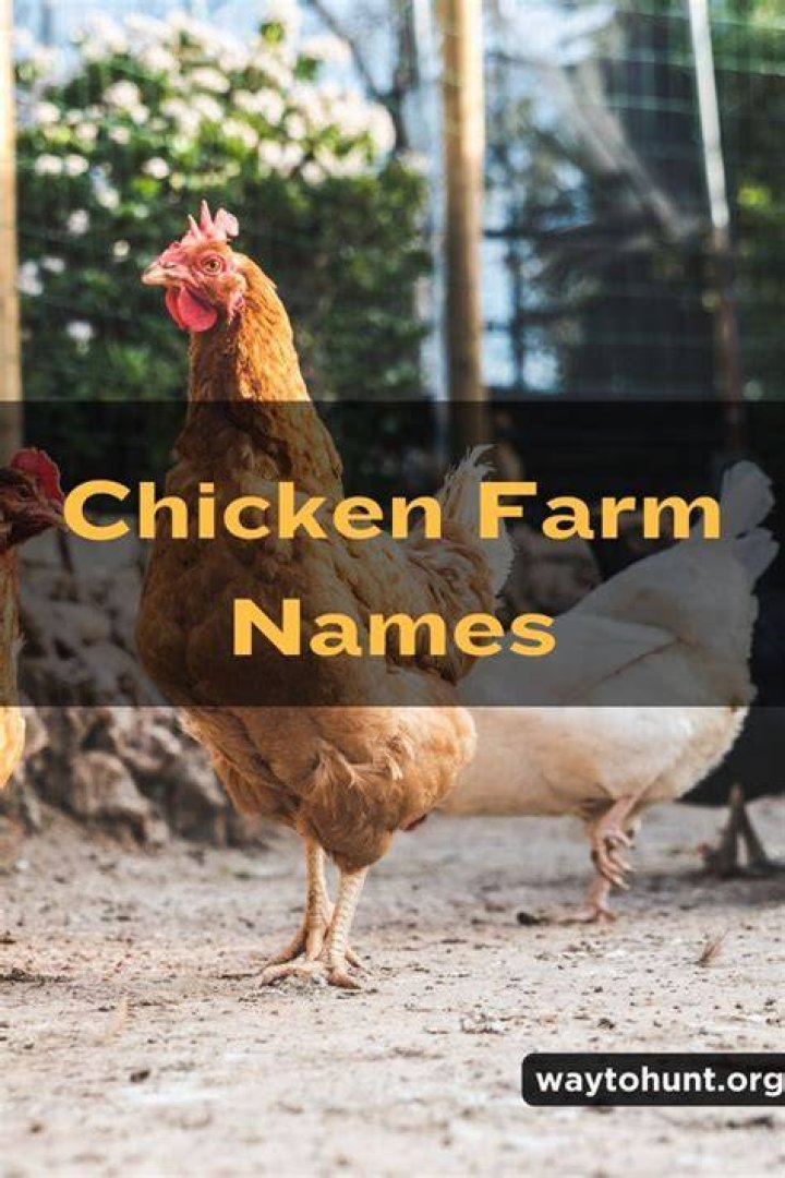 Can a chicken learn its name?