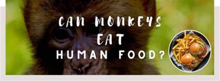 Can apes eat human food?