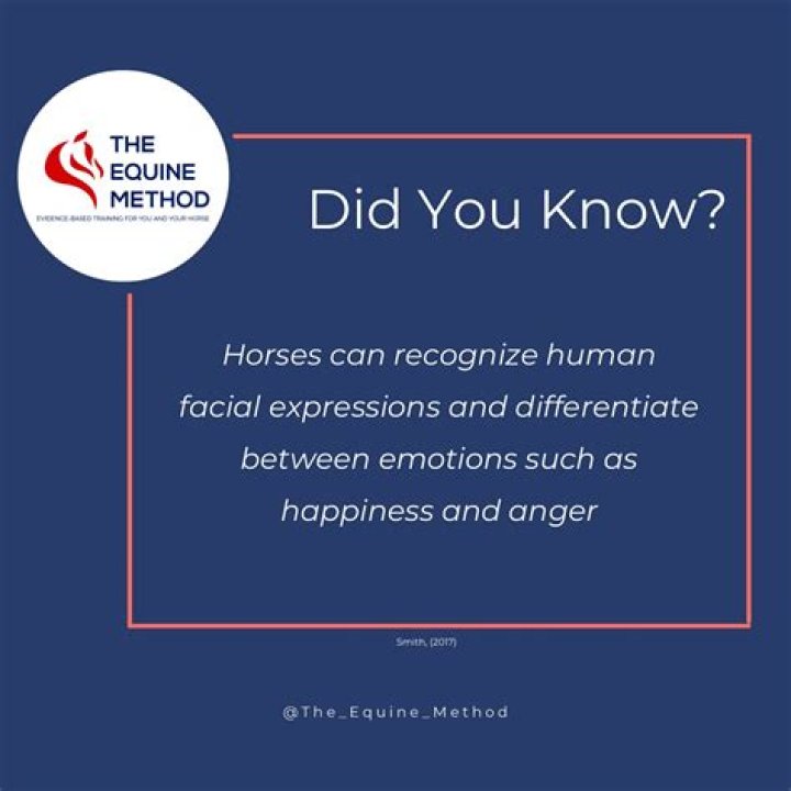 Can horses pick up on emotions?
