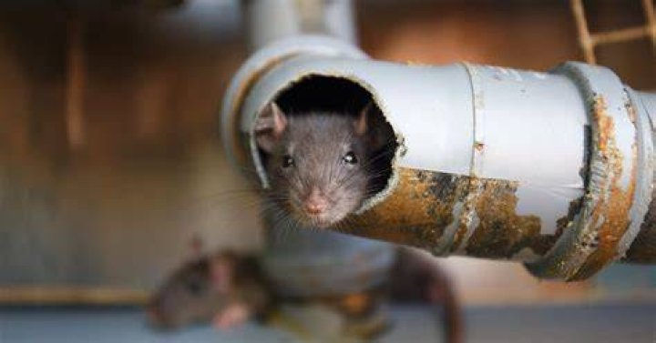 Can mice climb up toilets?