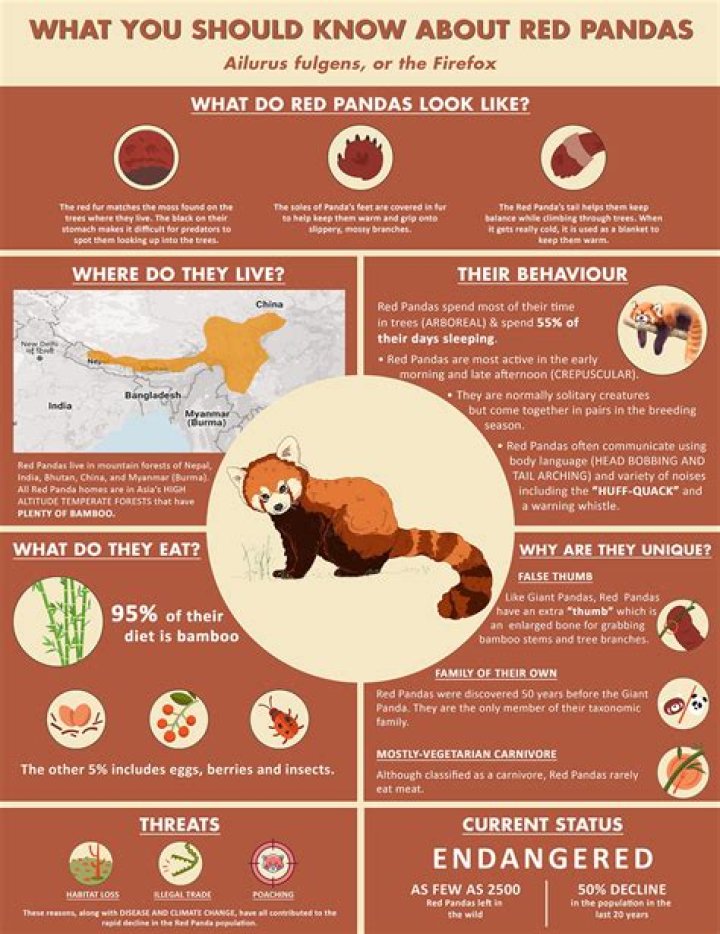 Can Red Pandas Hurt You? (What You Need To Know!)