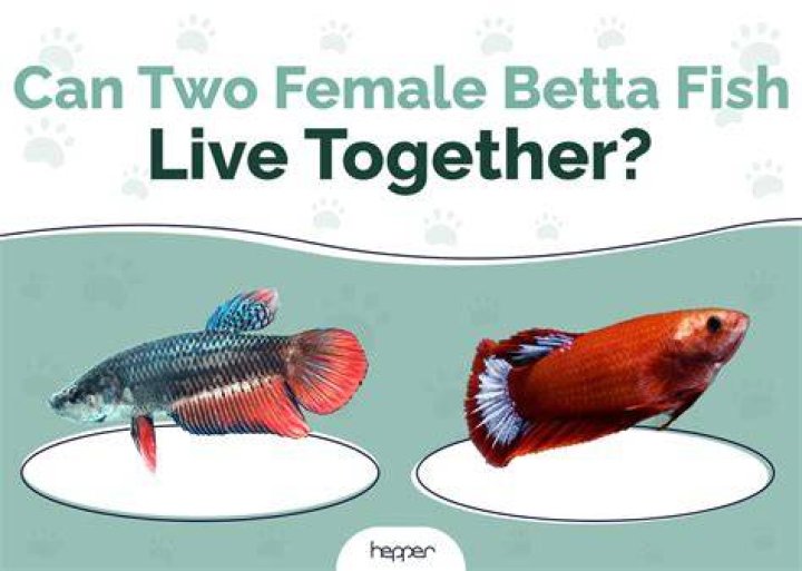 Can you have 2 female bettas together?