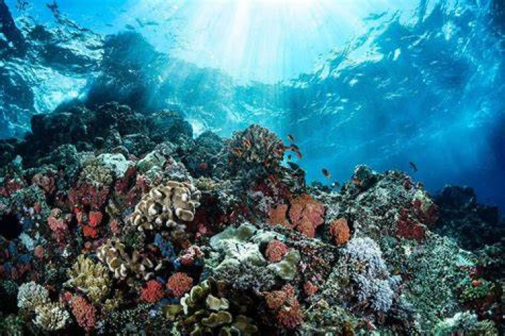 Can You Take Coral From Hawaii? (2023)