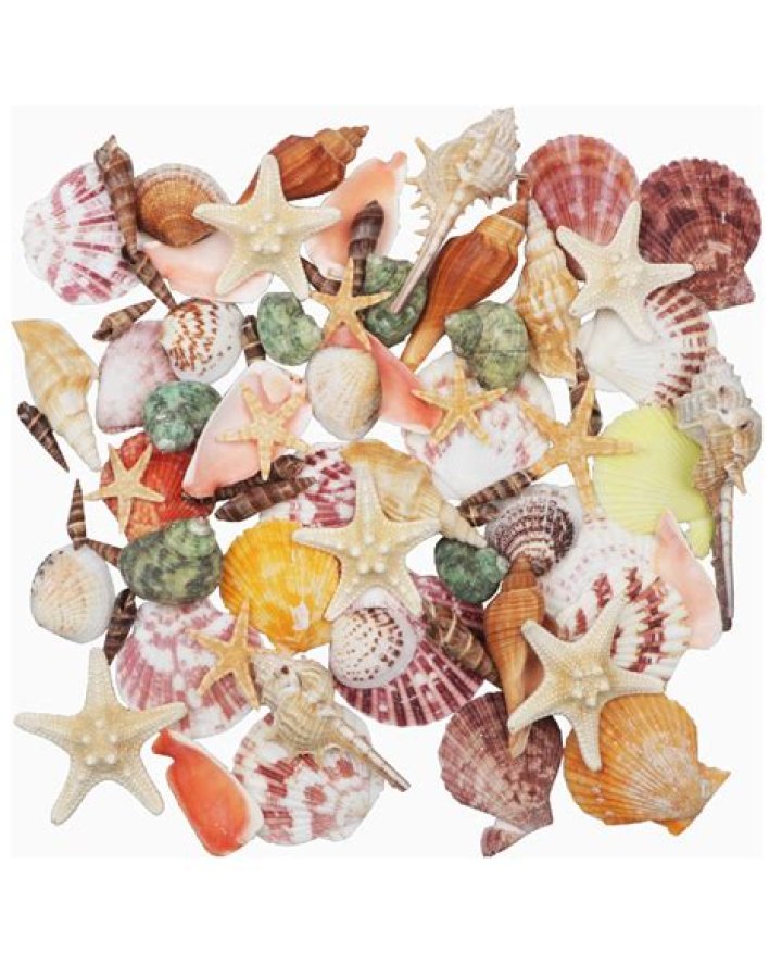 Can You Take Seashells From Hawaii Beaches Legally? Hawaii Star