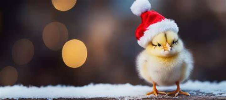 Christmas Chick stock photo. Image of festive, event, santa 6480774