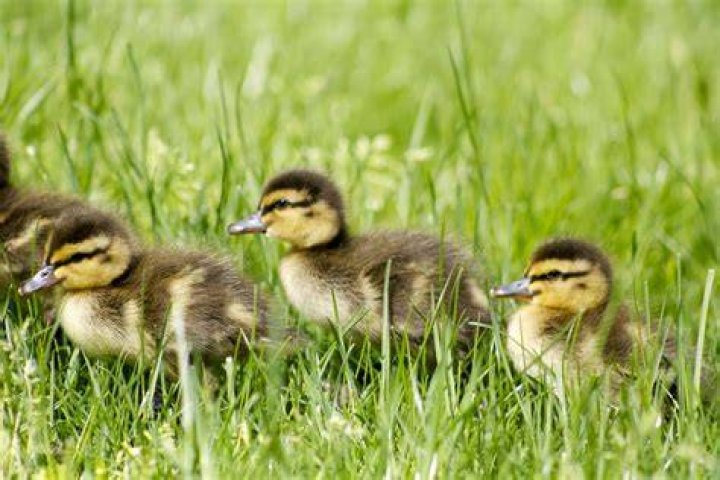 Cute Baby Duck Photos, Videos, and Facts Animal Hype