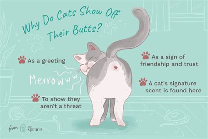 Do cats like to be pat on the back?