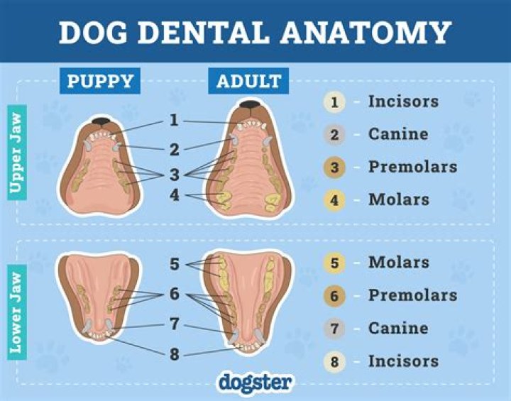 Do dogs teeth at 1 year old?