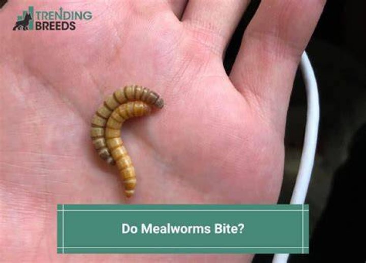 Do Mealworms Have A Bite?