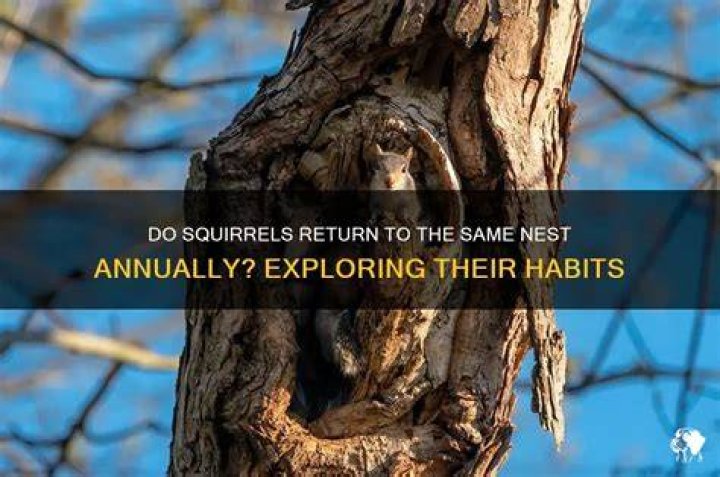 Do squirrels nest in the same place every year?