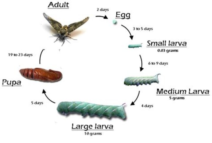 Do tomato hornworms turn into butterflies?