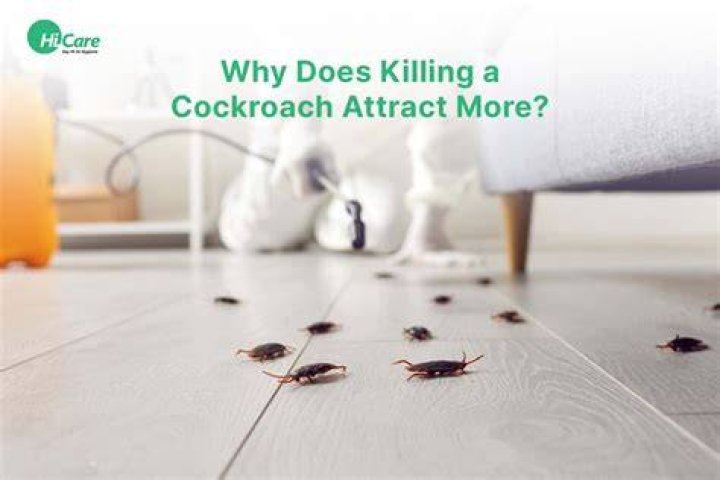 Does crushing a cockroach attract more?