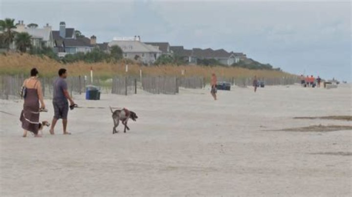 Dog Friendly Beaches Near Savannah Ga Kids Matttroy
