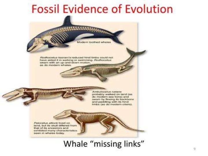 Fossil evidence shows that a dinosaur included mammals in its diet
