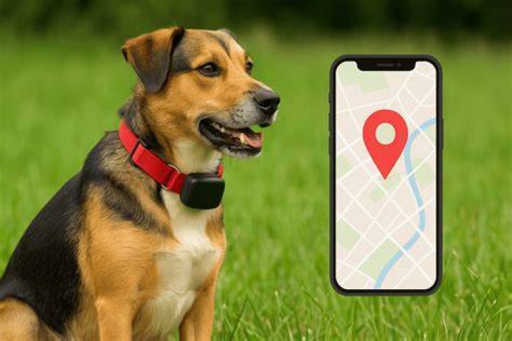 How accurate are GPS dog fences?