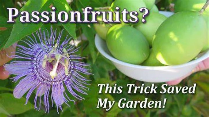 How can I grow my passion?