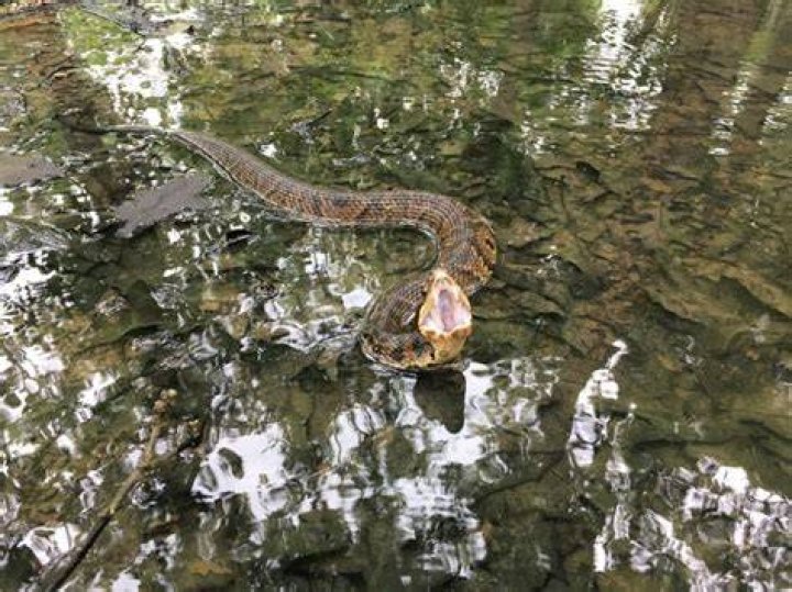 How can you tell a water moccasin?