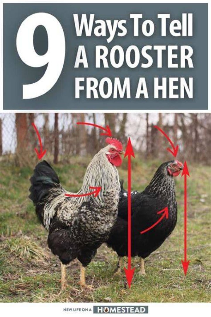 How do you tell if your chicken loves you?