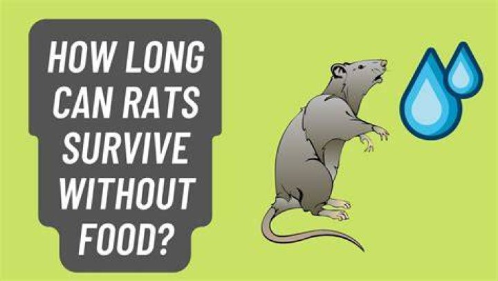 How long can rats go without food?