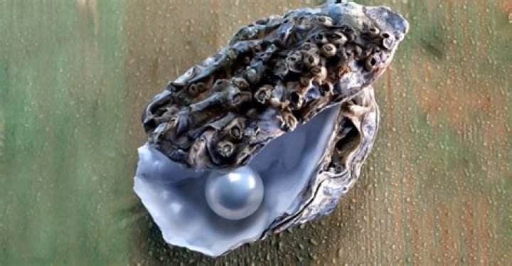 How often do oysters have 2 pearls?