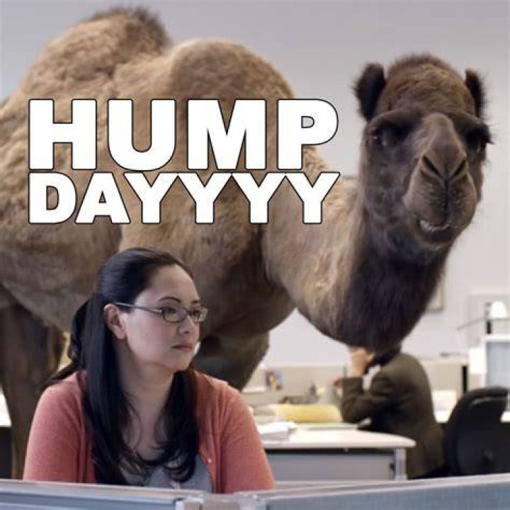 Hump Day Camel Pictures, Photos, and Images for Facebook, Tumblr