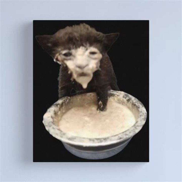 Milk cat meme expressing happiness