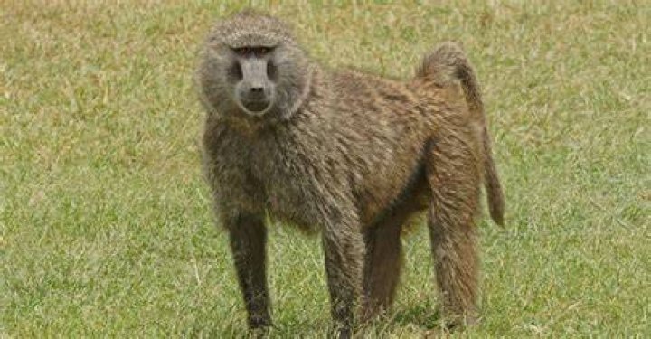 Olive Baboon AZ Animals