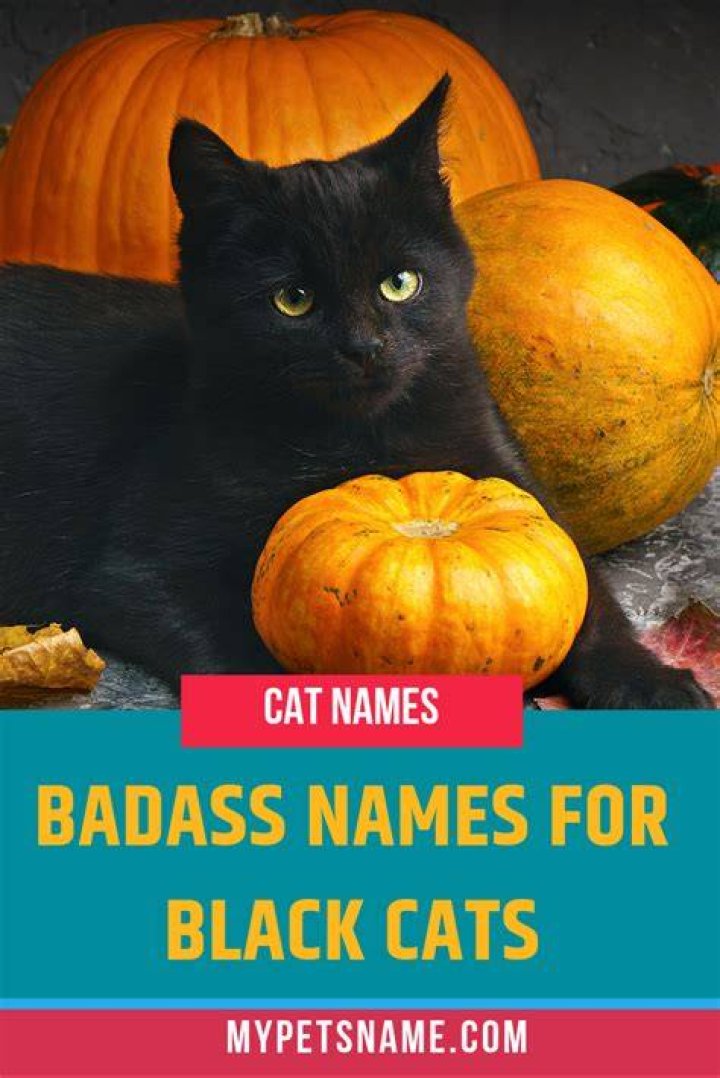 Over 375 Brilliant Beautiful and Bold Black Cat Names My Pet's Name