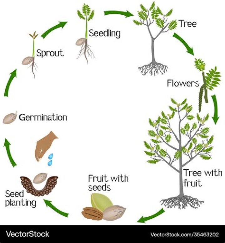 Pecan Tree Life Cycle