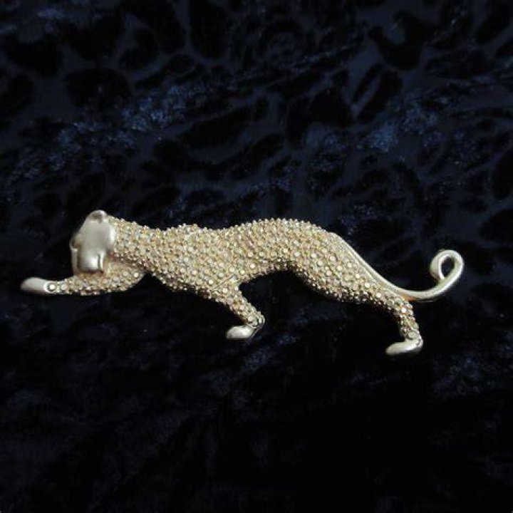 Pin on A Cougar