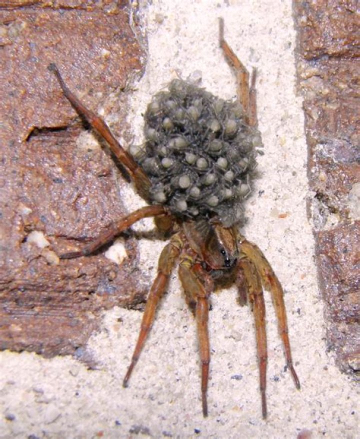 Pregnant House Spider