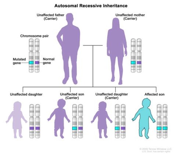 Recessive Definition