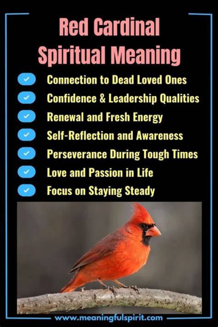 Red Cardinal Symbolism Spiritual Meanings + Why You See Them