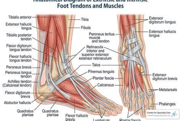 Tendons In The Foot