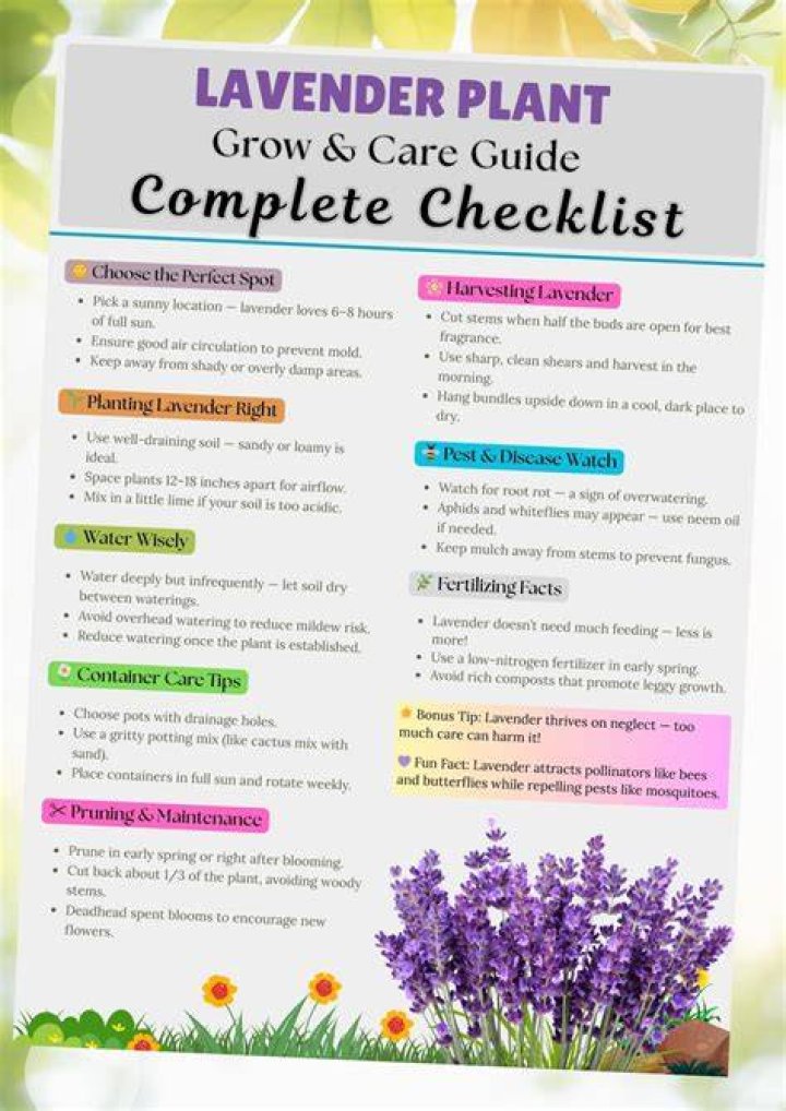 The Comprehensive Guide To Lavender Darcangelo: Wikipedia