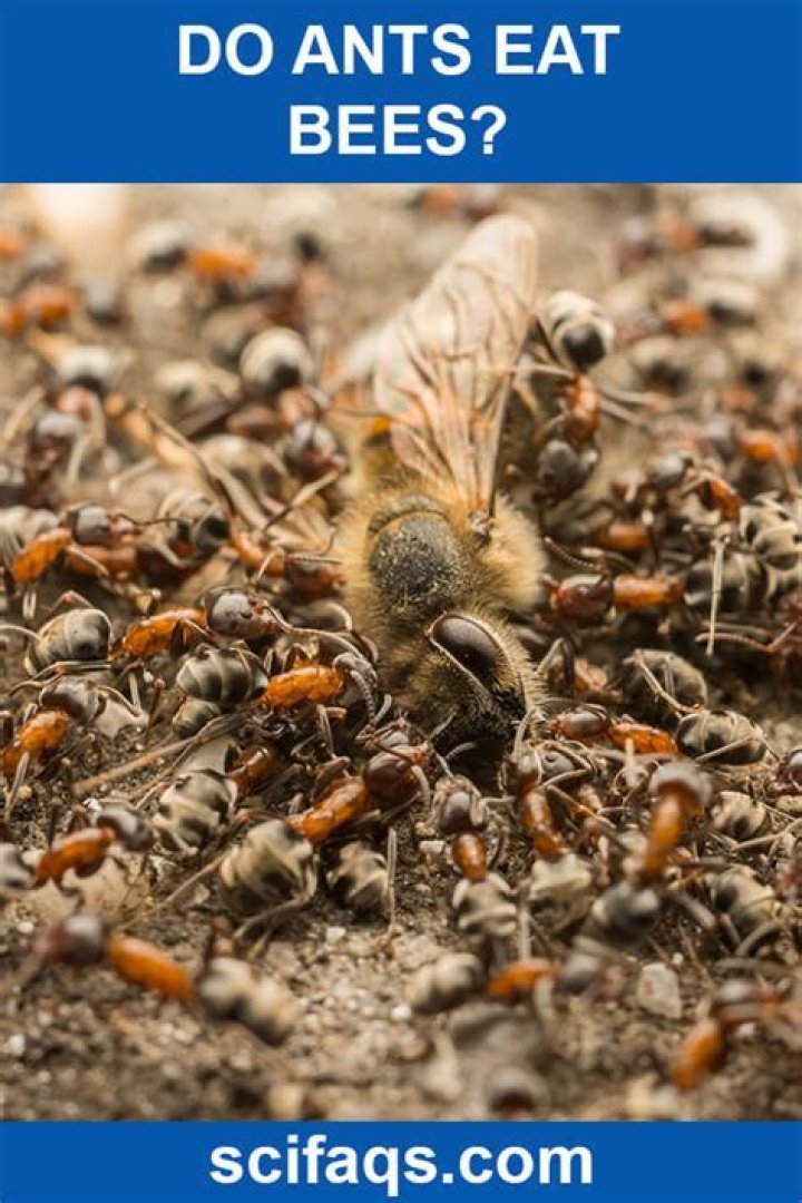 What do ants do when a bee dies?