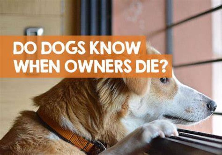 What do dogs do when their owner dies?