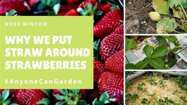 What do you put around strawberry plants?