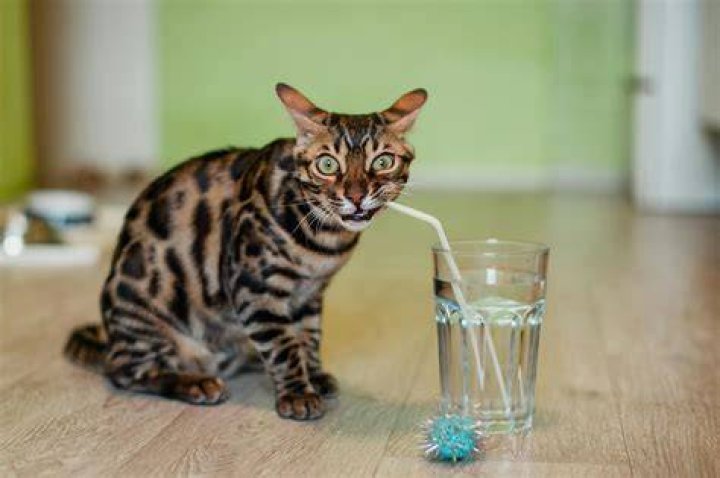 What happens if a cat drinks sugar water?