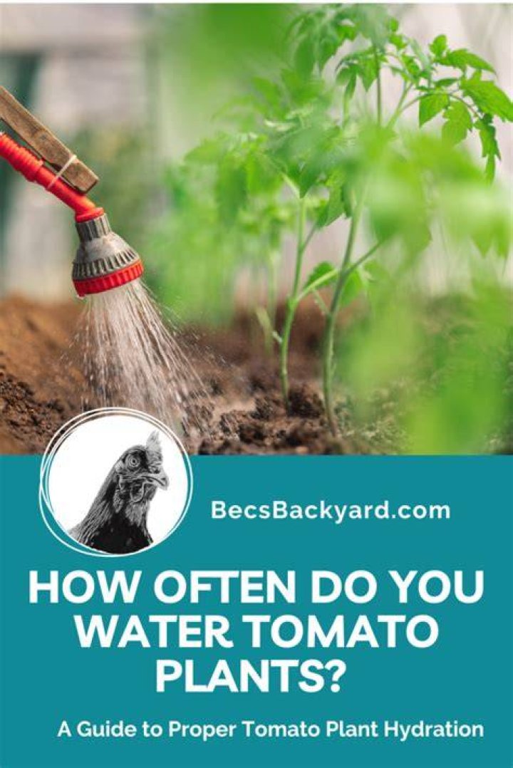 What happens when you water plants everyday?