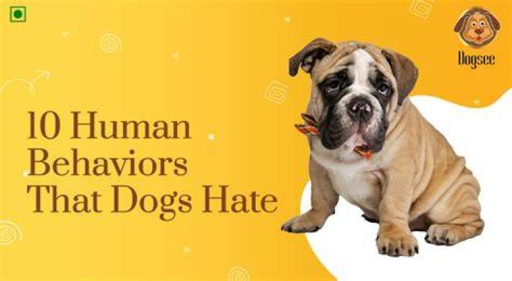 What human behaviors do dogs hate?