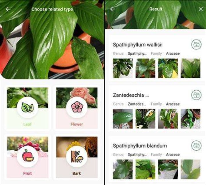 What is the best plant identification app for Iphone?