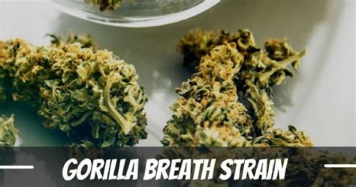 What strain is gorilla breath?
